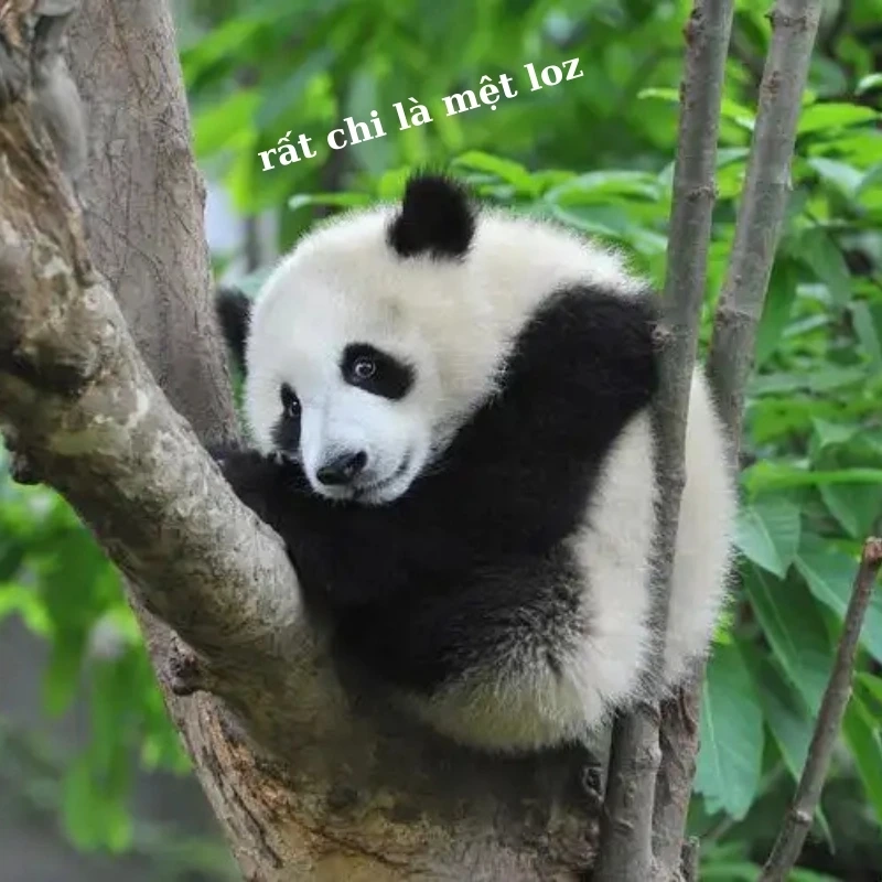 gấu trúc bựa 31
