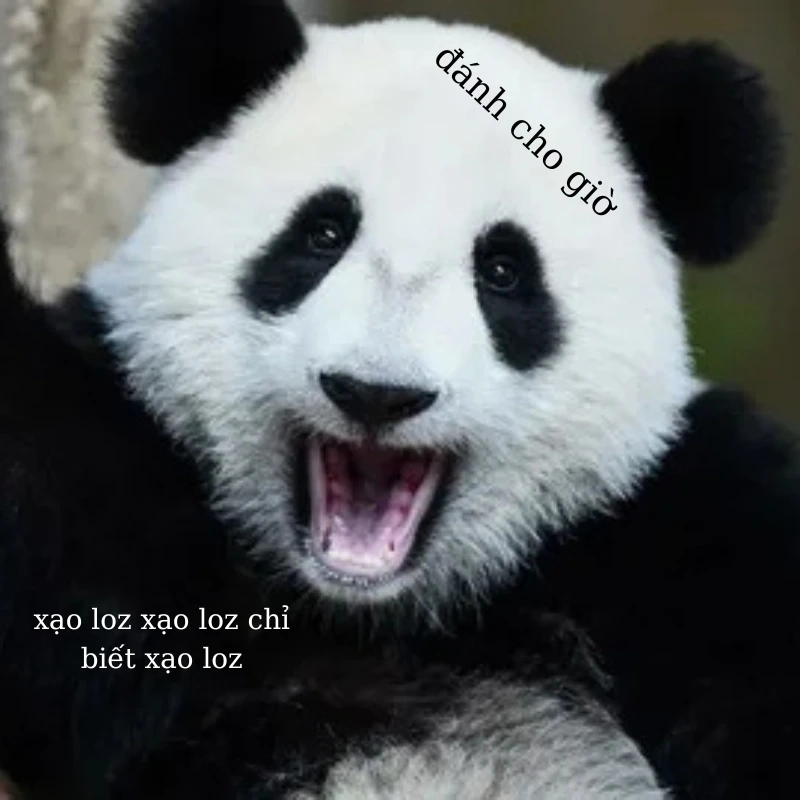 gấu trúc bựa 36