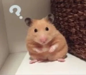 119+ Ảnh Hamster Meme Cực Đáng Yêu Khiến Bạn Cười Không Ngớt