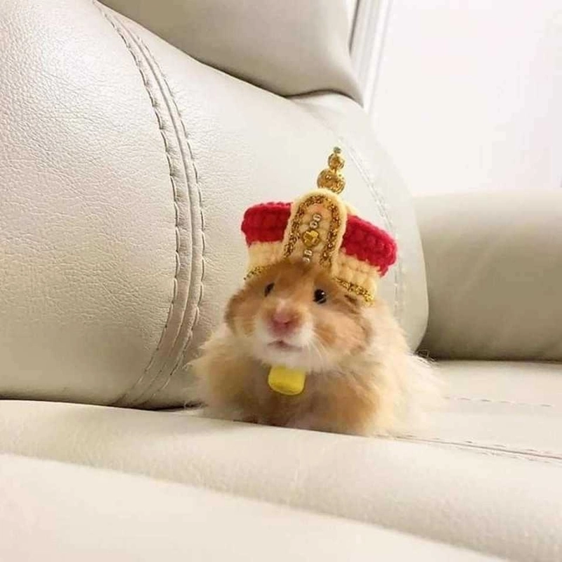 ảnh hamster meme 11