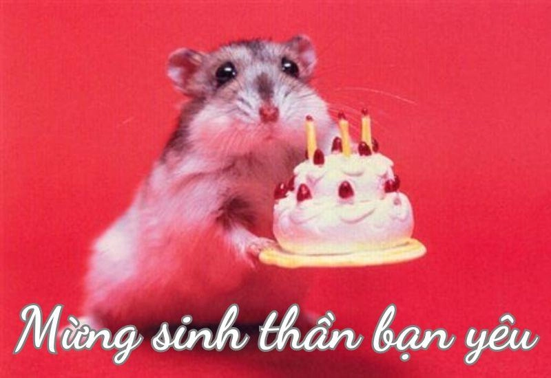ảnh happy birthday meme 9