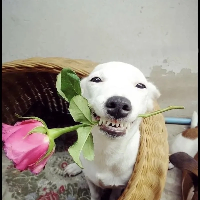 101 biểu cảm meme 11