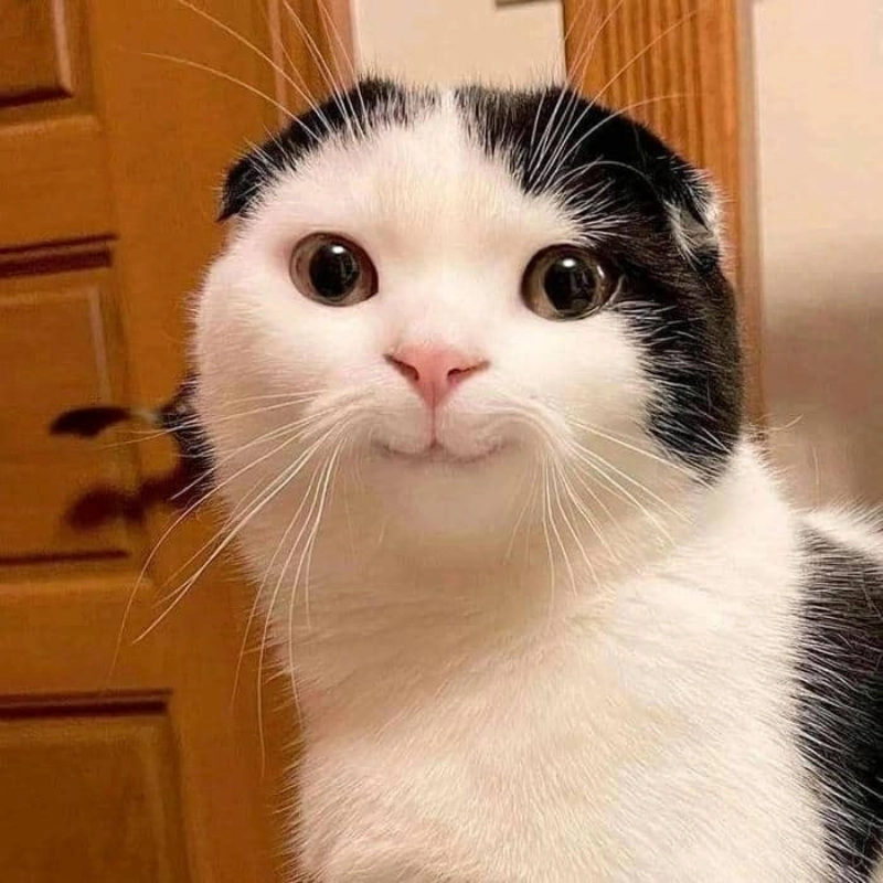 meme cười đểu 3