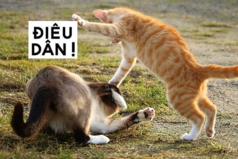 ảnh meme đánh 5