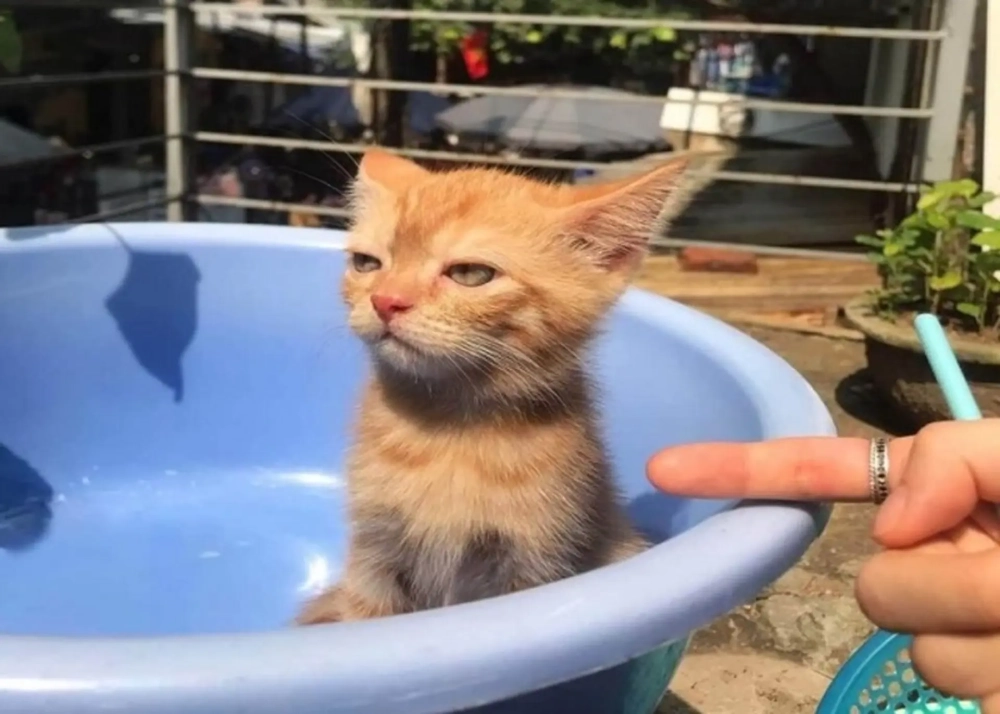 ảnh meme dỗi 2