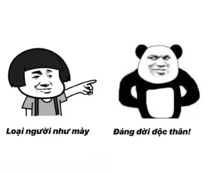 119+ Ảnh Meme Gấu Cực Hài Hước: Biểu Cảm Đốn Tim Dân Mạng