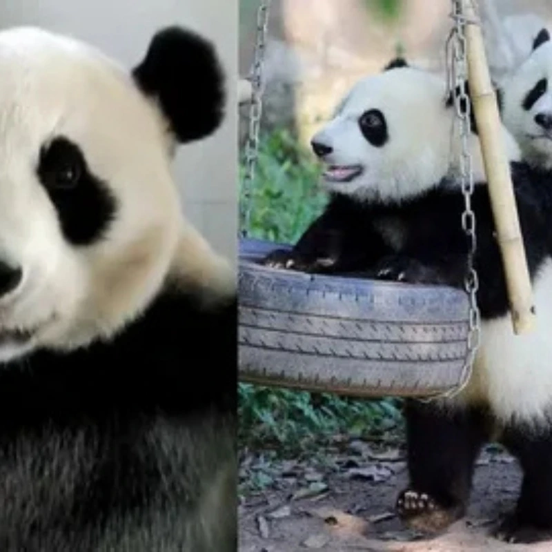 gấu trúc bựa 18