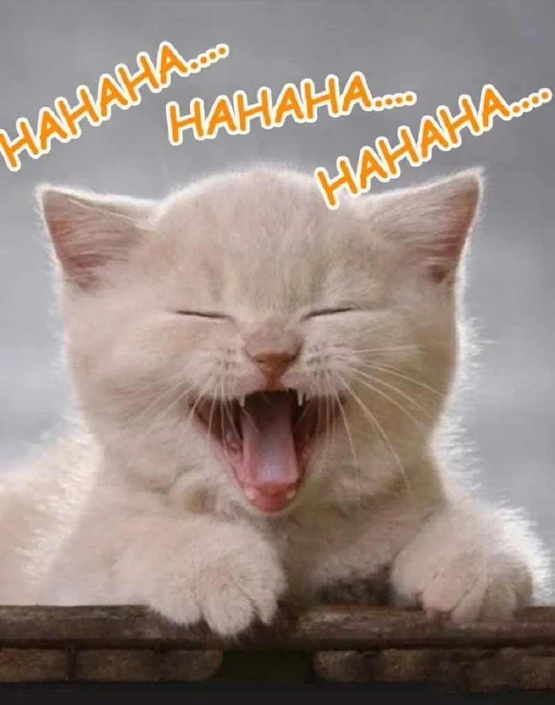 Ảnh meme haha 3