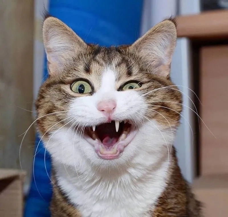anh meme meo cuoi 1