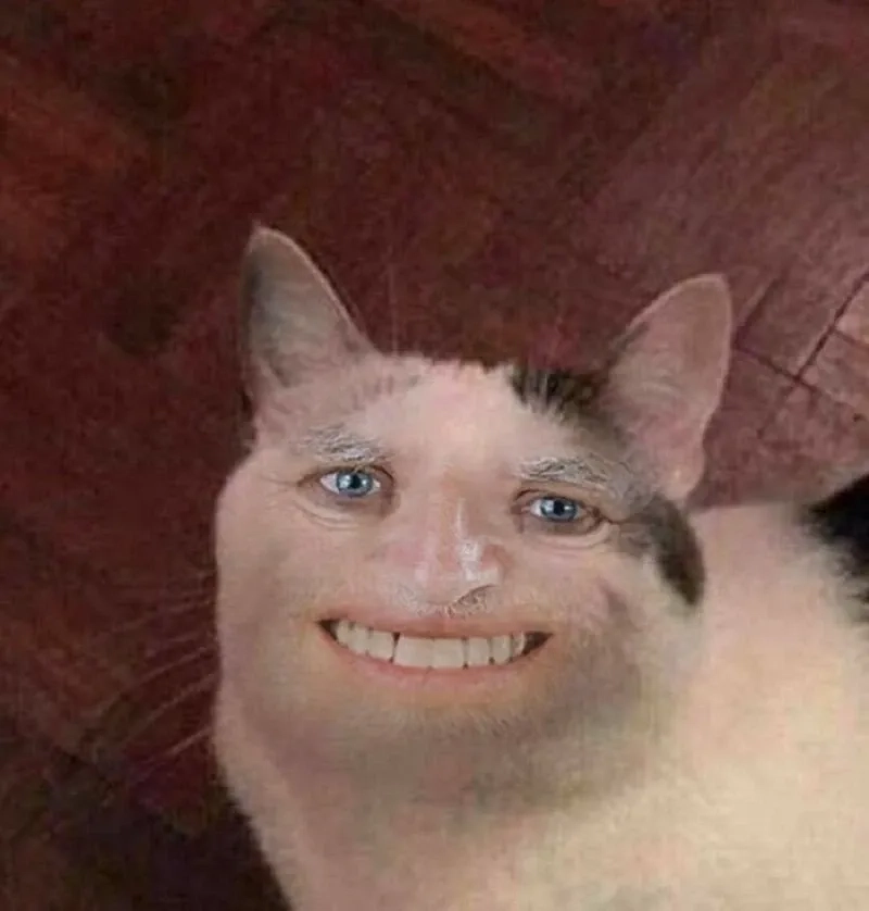 meme mèo cười 12