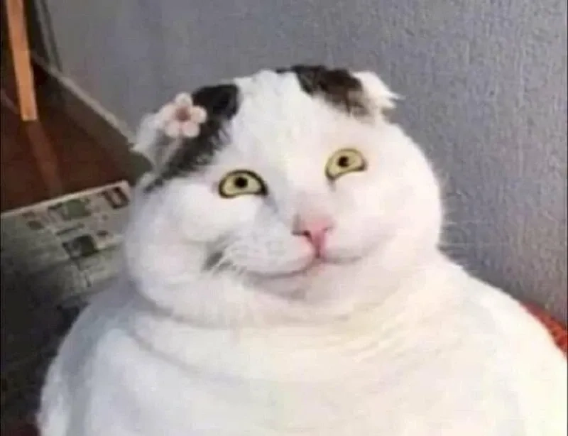 meme mèo cười 13