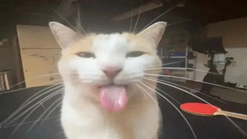 ảnh meme mèo cười 8