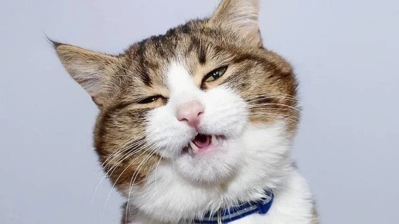 ảnh meme mèo cười 10