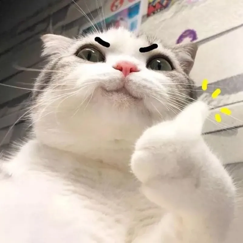 meme mèo cười 14