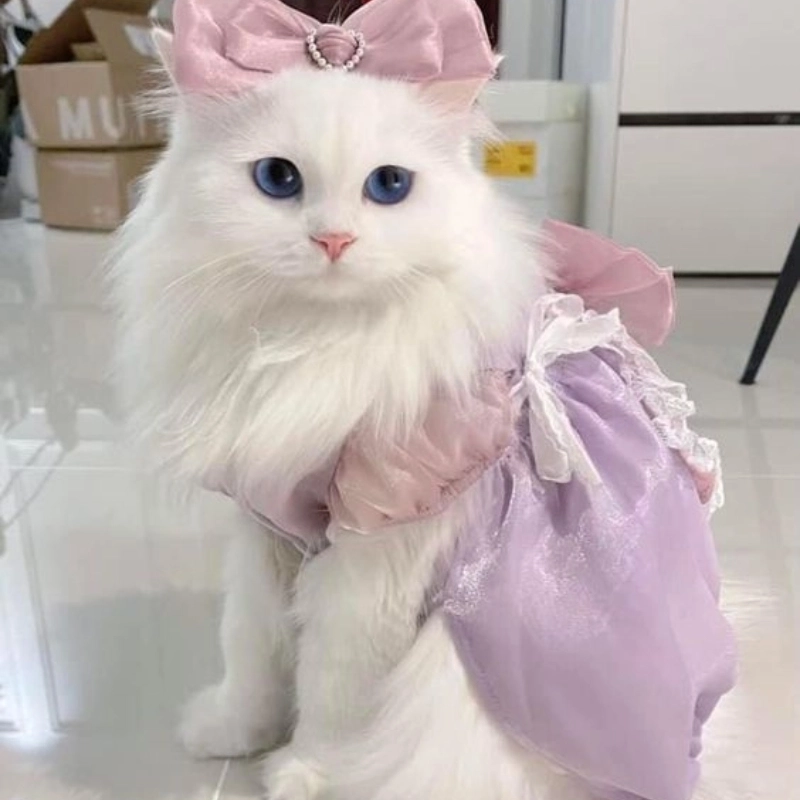 Meme mèo cute 6