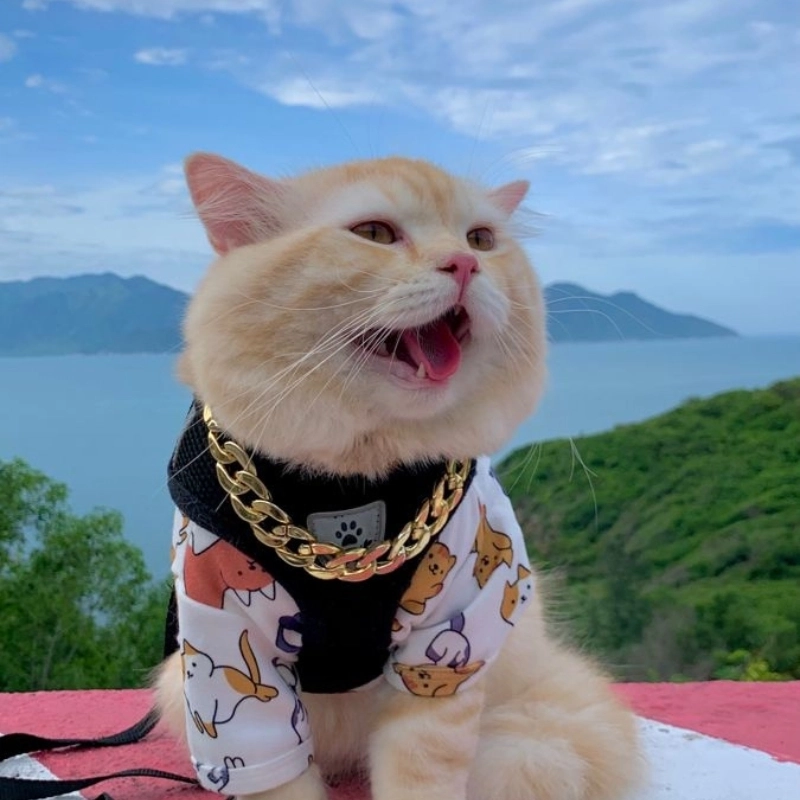 meme ngại 30