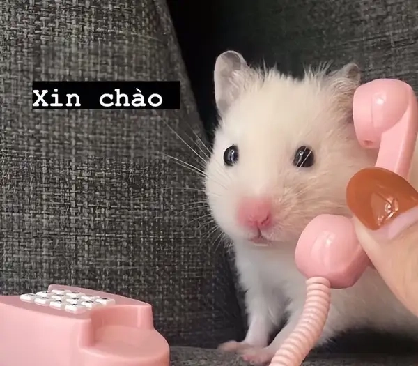 Ảnh meme xin chào 12