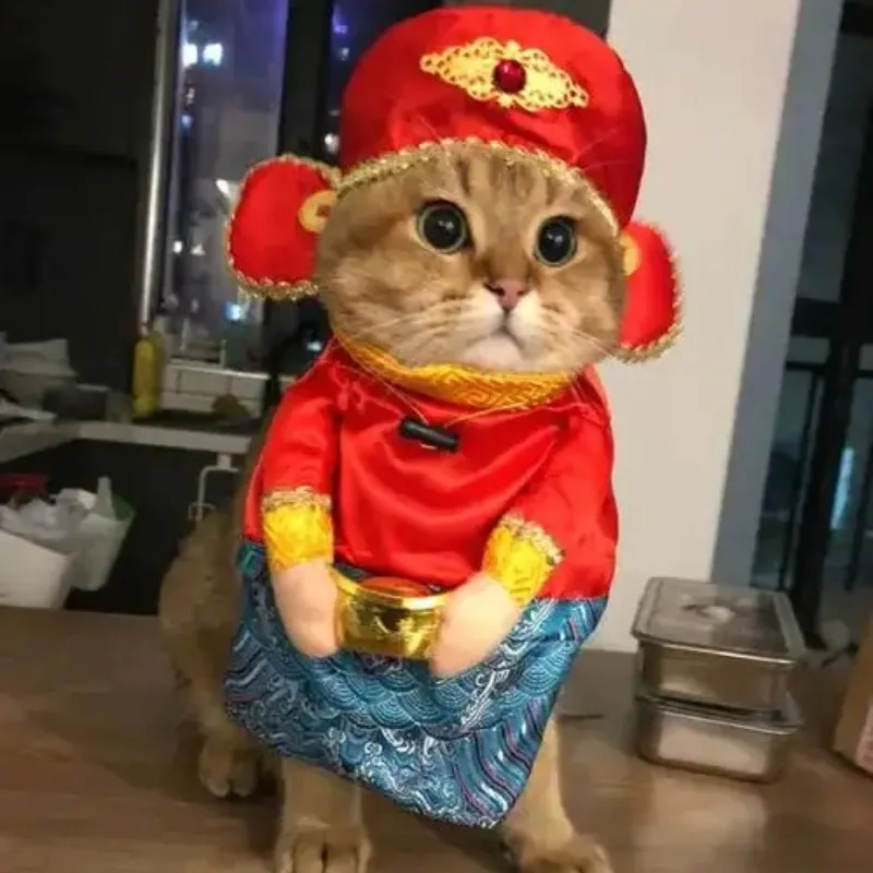 meme mèo Tết 17