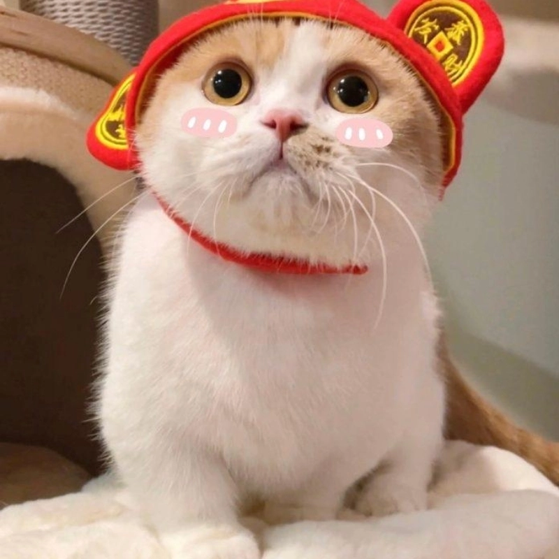 ảnh meme Tết 22