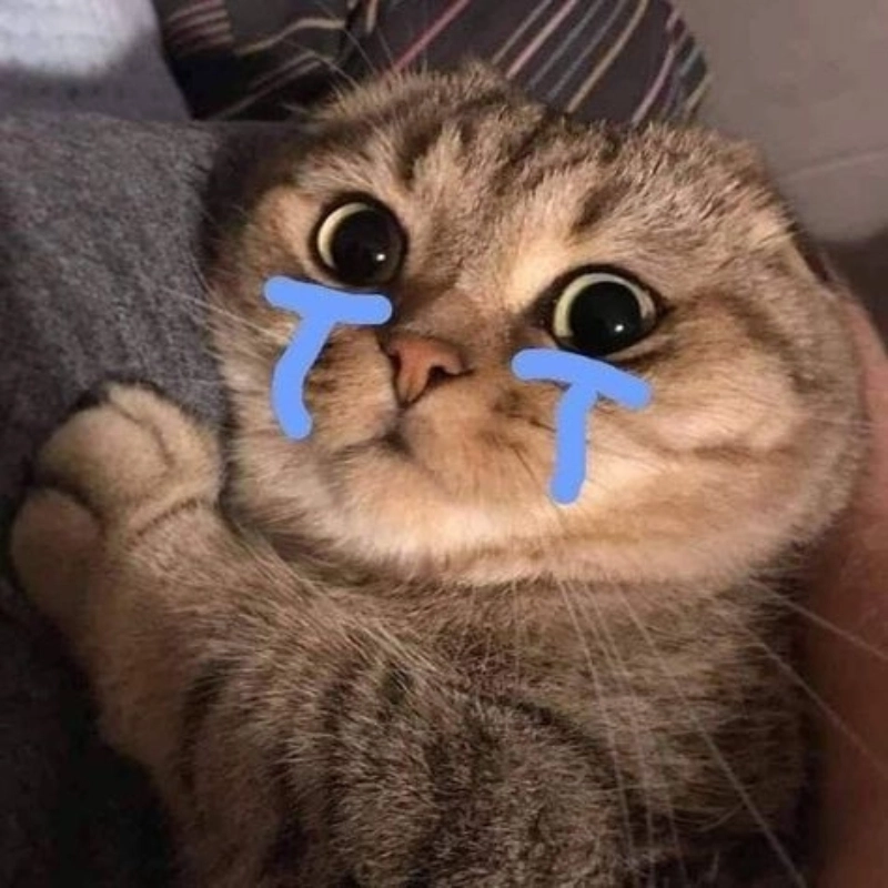 ảnh meme mèo khóc 14