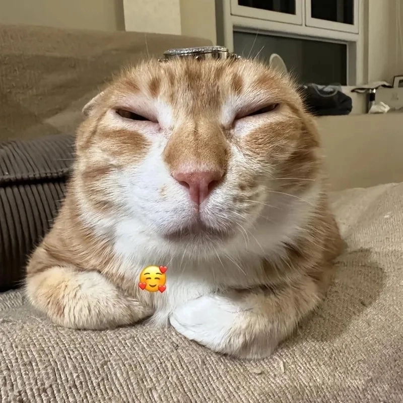 meme ảnh chế 27