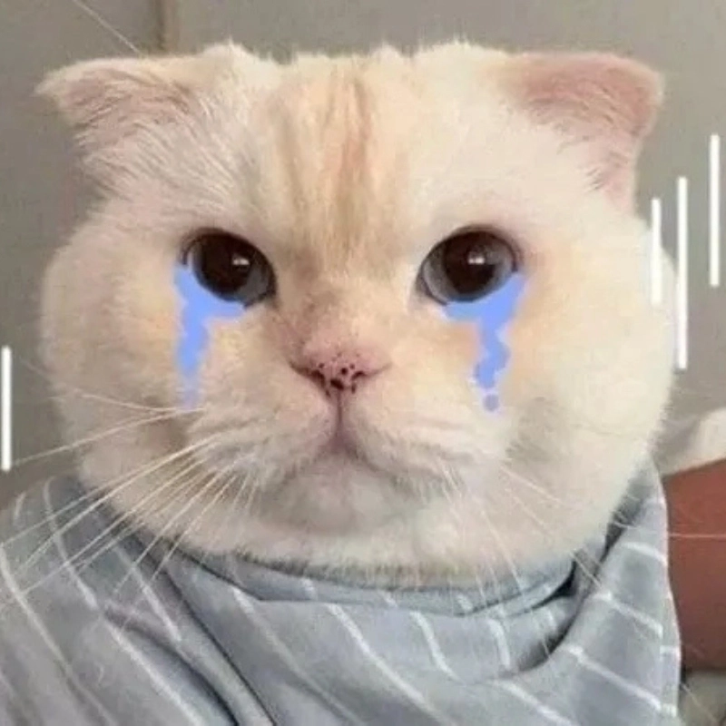 Meme mèo cute 26