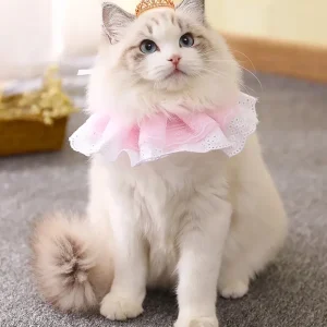 119+ Meme Mèo Cute Đốn Tim Cư Dân Mạng: Tổng Hợp Ảnh Vui Nhộn