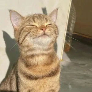 119+ Meme Ảnh Cute Siêu Hài Hước Đốn Tim Mọi Dân Mạng
