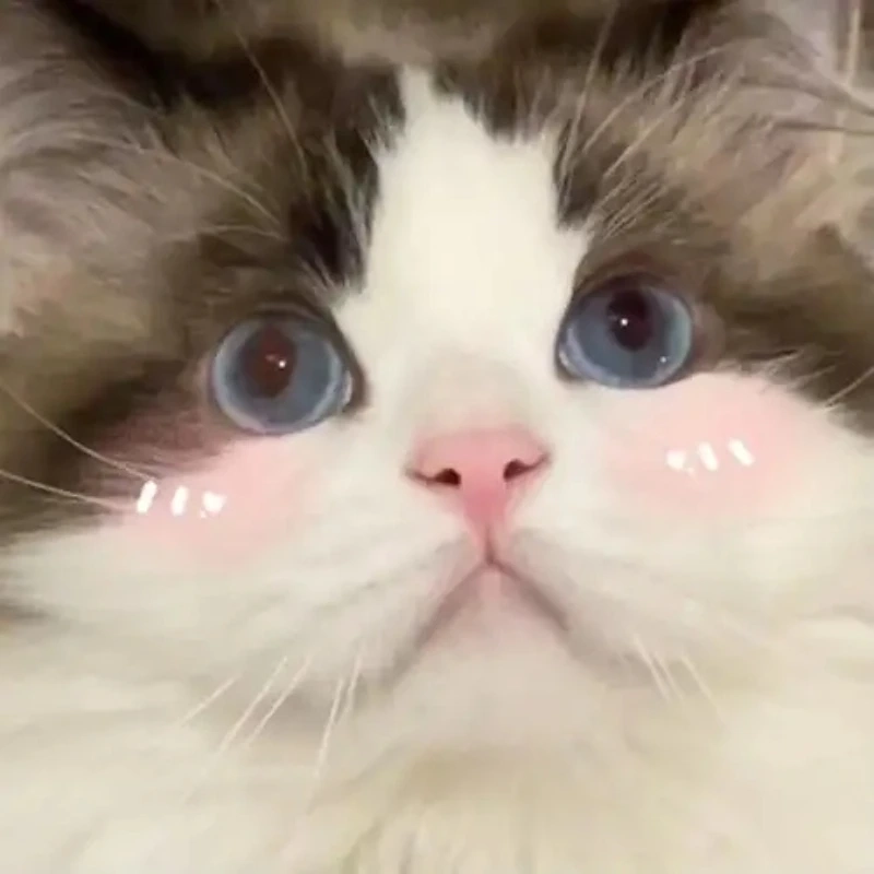 meme ảnh cute 37