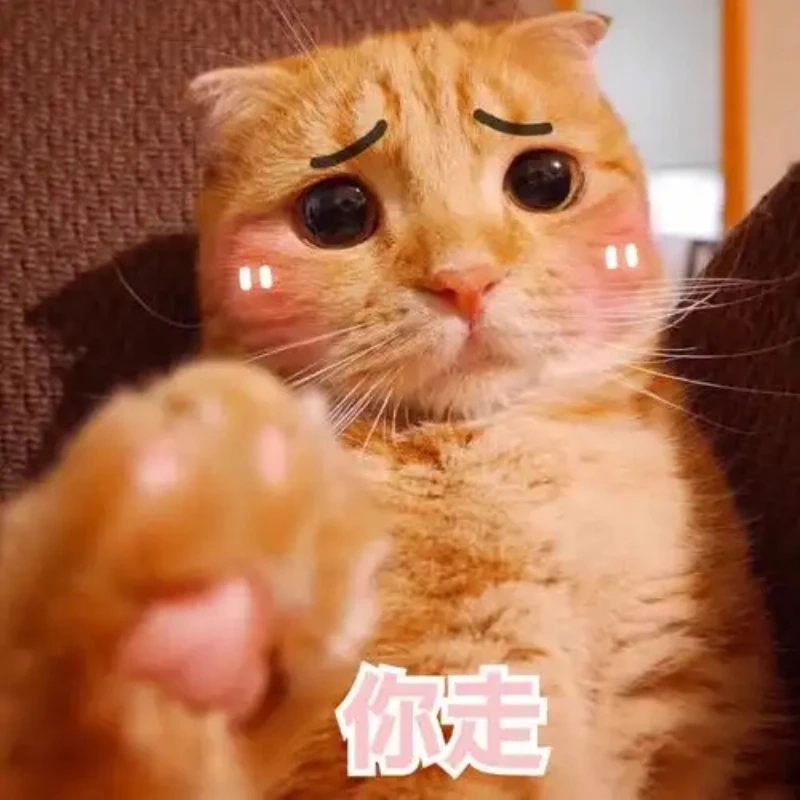 meme ảnh cute 39