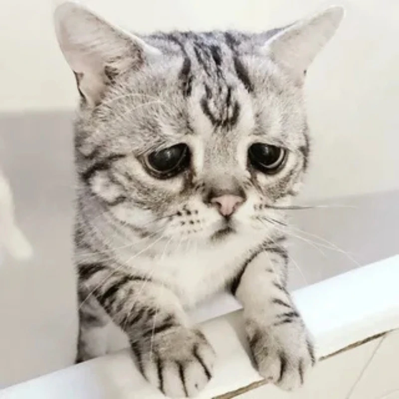 meme ảnh cute 41