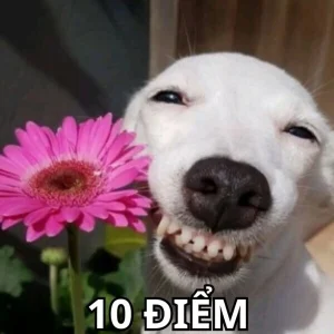 Hơn 100+ Ảnh Meme 10 Điểm Cực Chất, Hài Hước Khó Cưỡng
