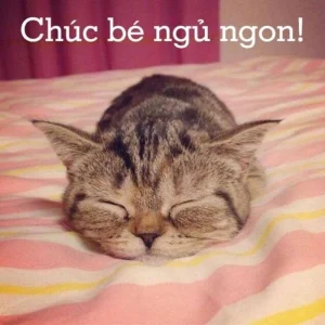 119+ Meme Chúc Ngủ Ngon Siêu Hài Hước Khiến Bạn Cười Không Ngớt