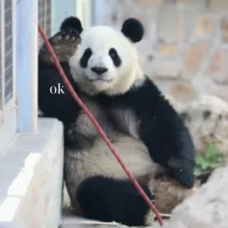 gấu trúc bựa 26