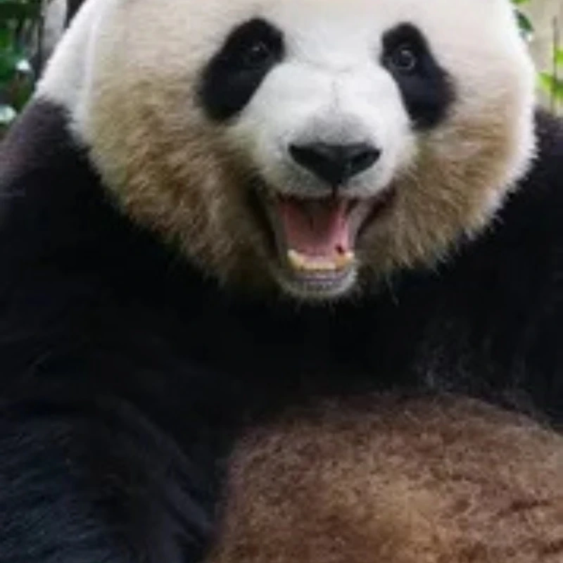 gấu trúc bựa 27