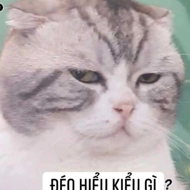 ảnh meme Không 30