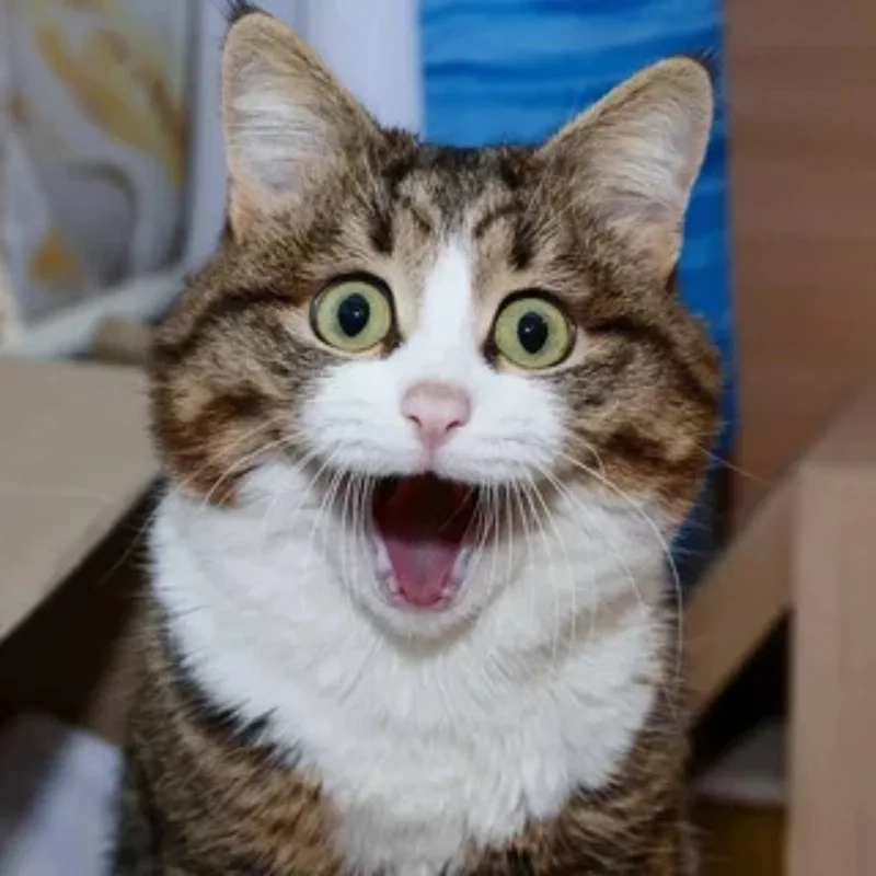 ảnh chế meme mèo bựa 16
