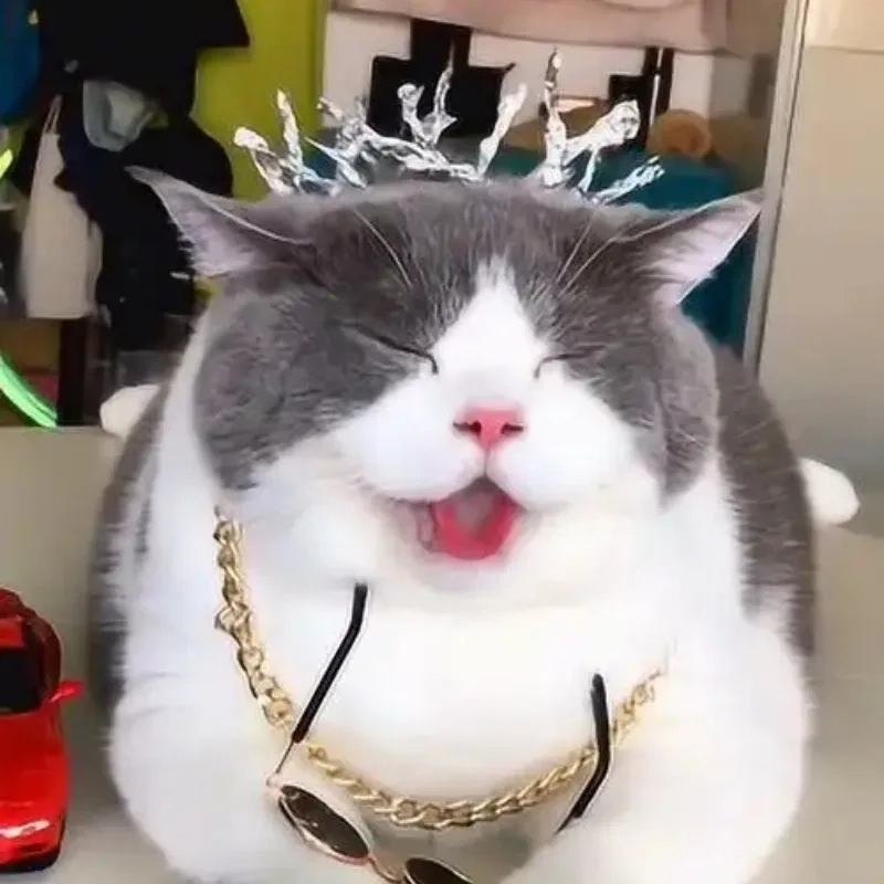 meme mèo cười 16