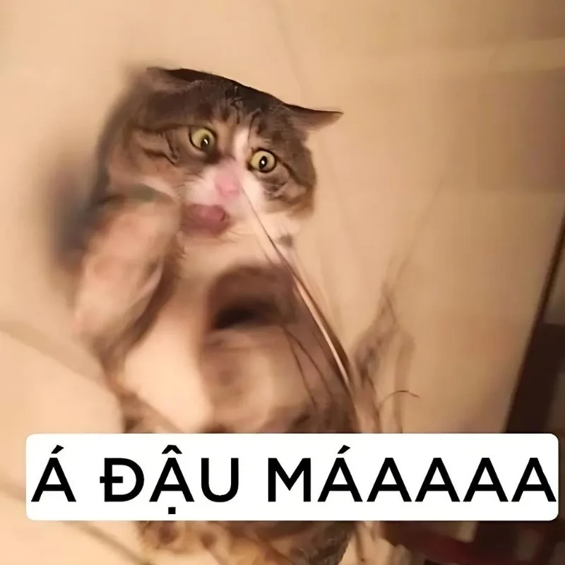 meme mèo cười 42