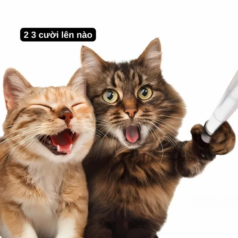 meme mèo cười 21