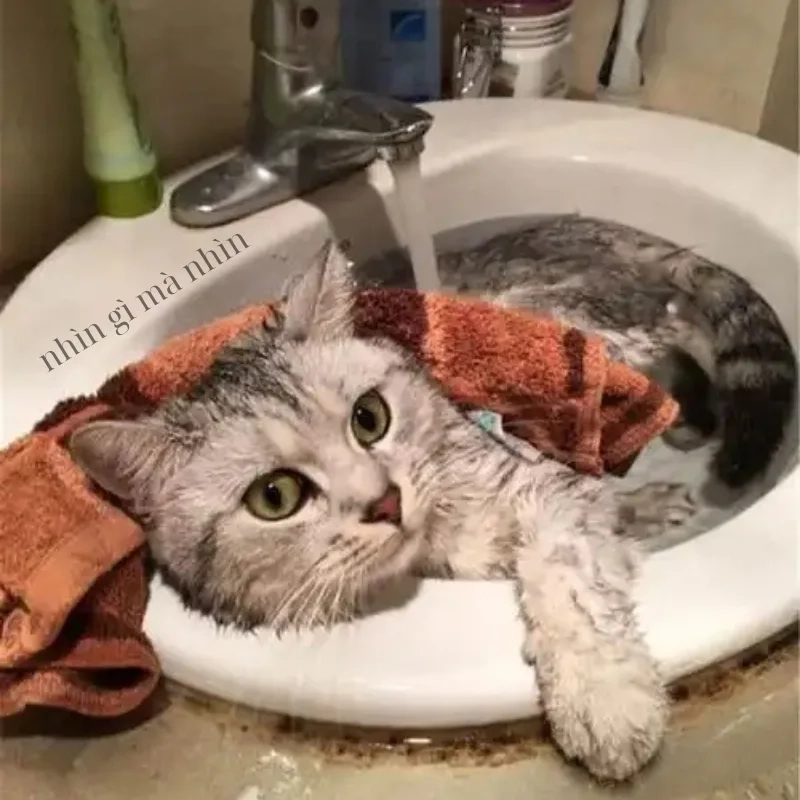 ảnh chế meme mèo bựa 33