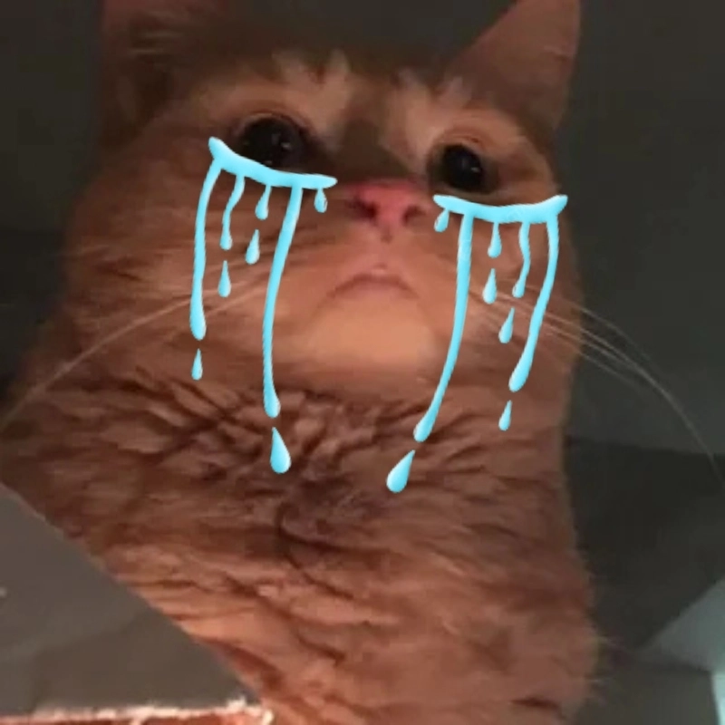 ảnh meme mèo khóc 33