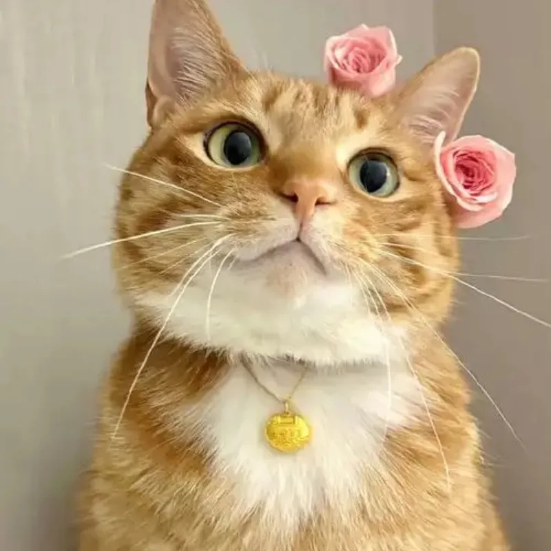meme mèo cười 35
