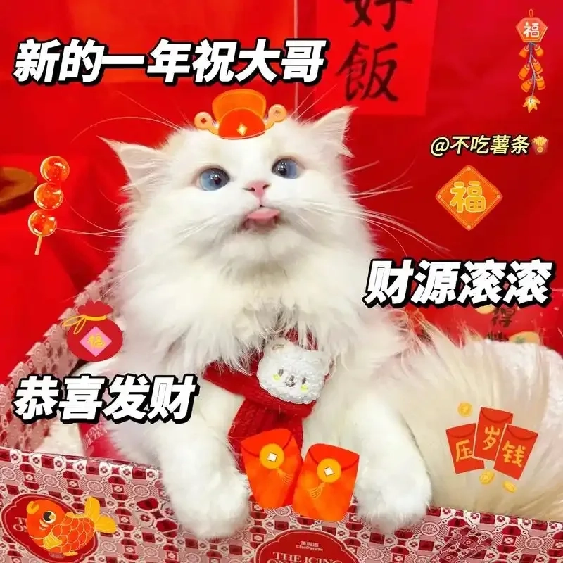meme mèo Tết 21