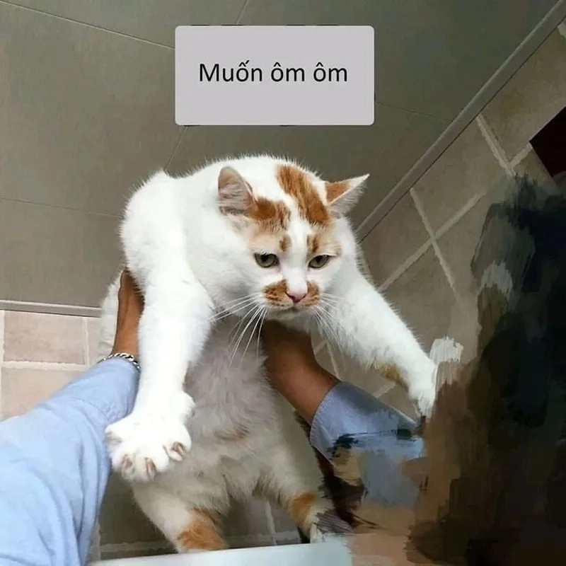 meme ôm 11