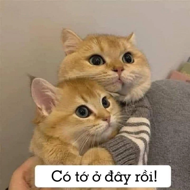 meme ôm 5