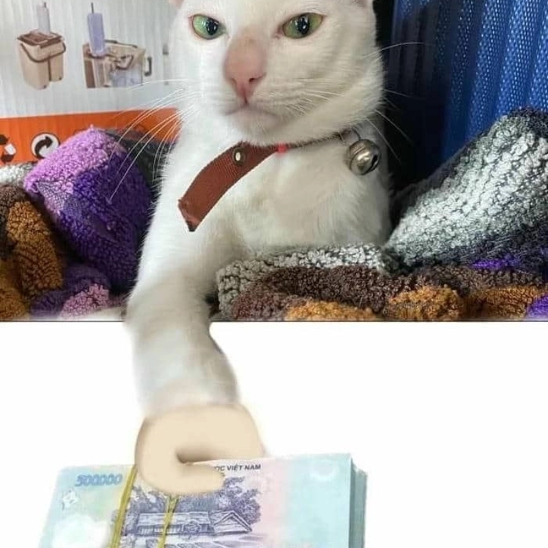 Meme tiền 19