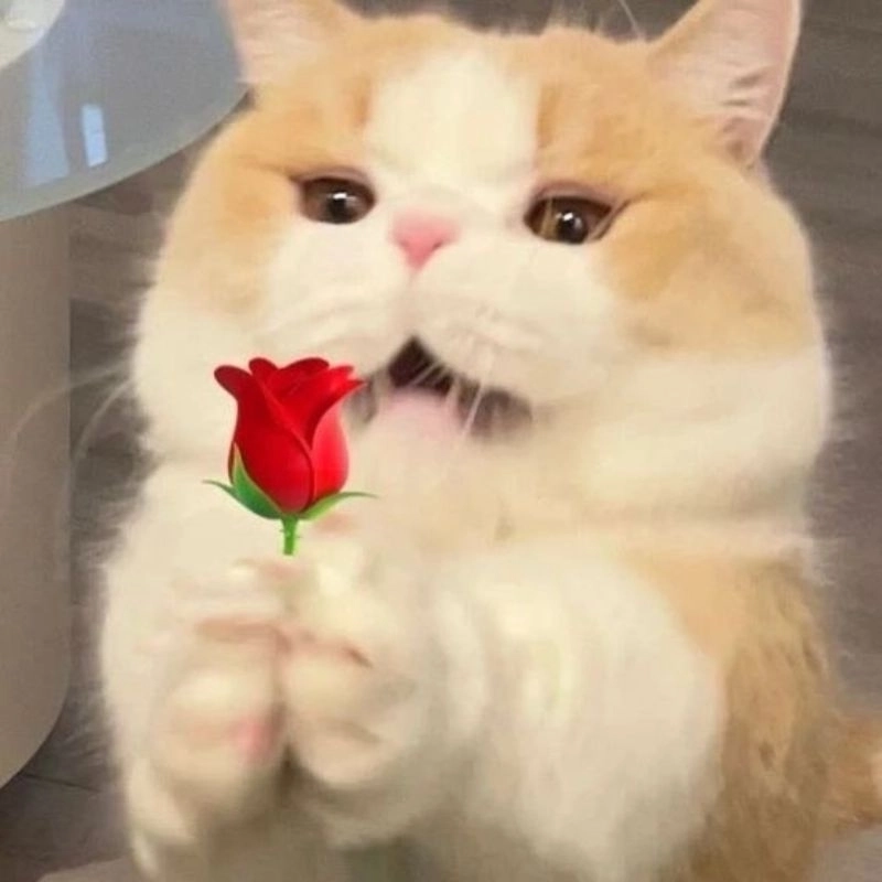 meme mèo tặng hoa 23