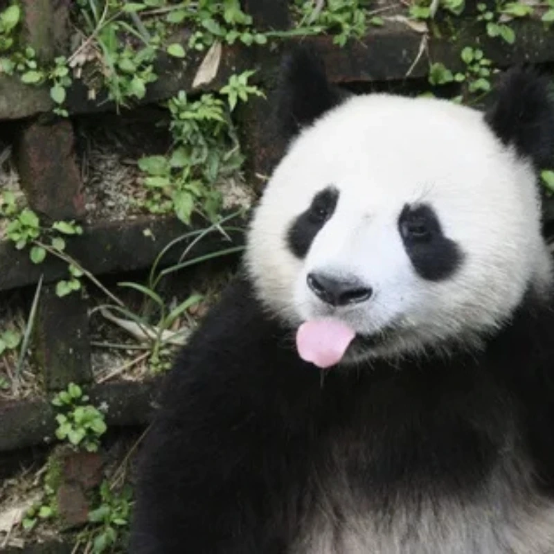 panda meme gau truc 8